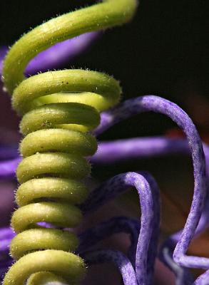24x. PhotoGRAPHIC -- Passion Flower