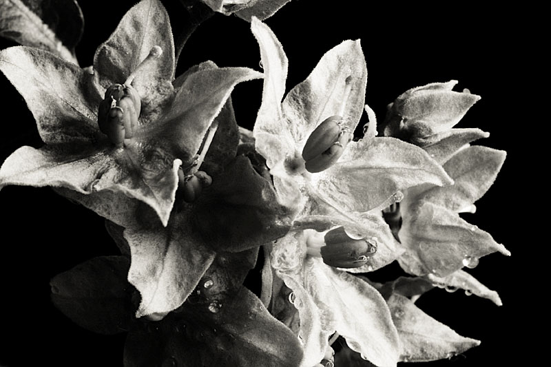 May 26:A flower?