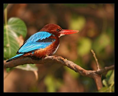 White Breasted Kingfisher 04