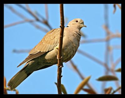 Eurasian Collared Dove 02