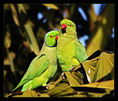 Rose Ringed Parakeet Lovers
