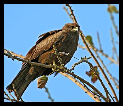 Black Kite 03
