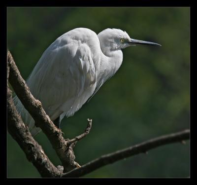 Little Egret 06