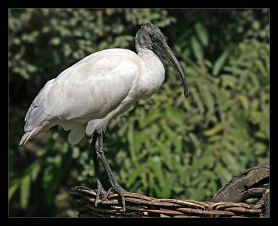 Oriental White Ibis 02
