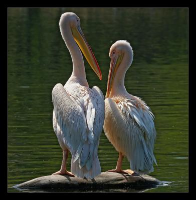 Rosy Pelicans