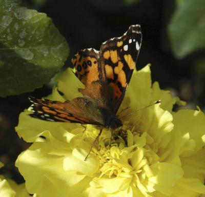 ISU butterfly DSC_0065.jpg