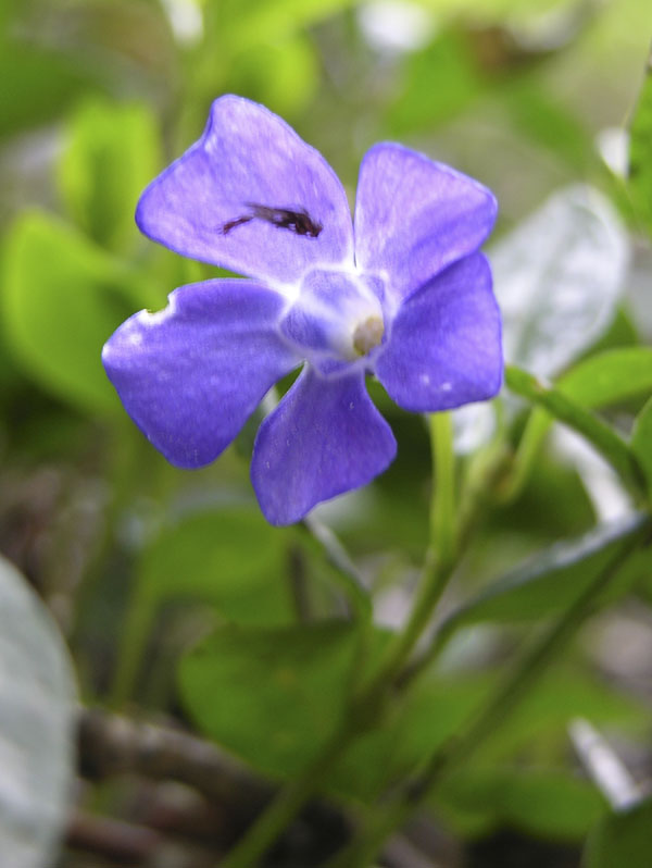Purple flower grows on a vine in the shade smallfile DSCN3106.jpg