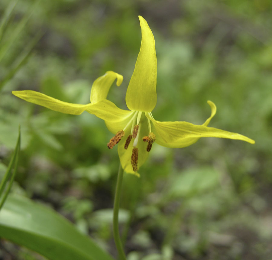 Glacier Lily -- Gletscherlilie, Forellenlilie usw DSCN3143.jpg