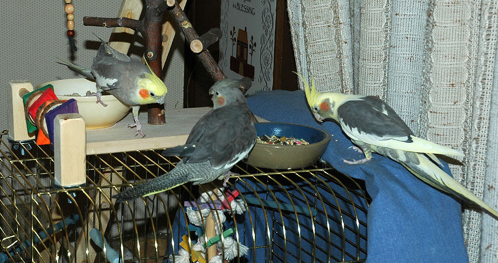 Jake coming in to join two female cockatiels for the first time DSC_0147