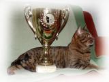 Best Cat in SVERAK/FIFe 2003<br>Cat.lll Adult