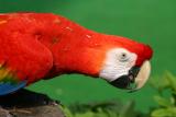 Birds in Singapore's Jurong Bird Park