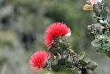 Ohia lehua