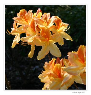 Rhododendron