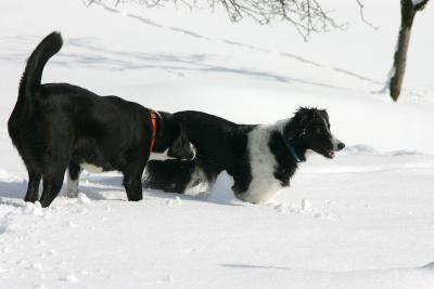 Gina und Border Collie