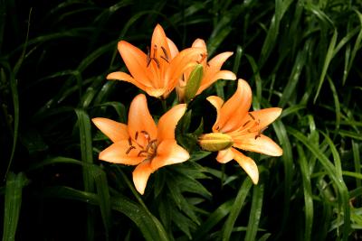 lilies13.jpg