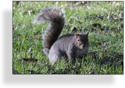 u46/wildwillie/medium/40005401.Squirlly.jpg