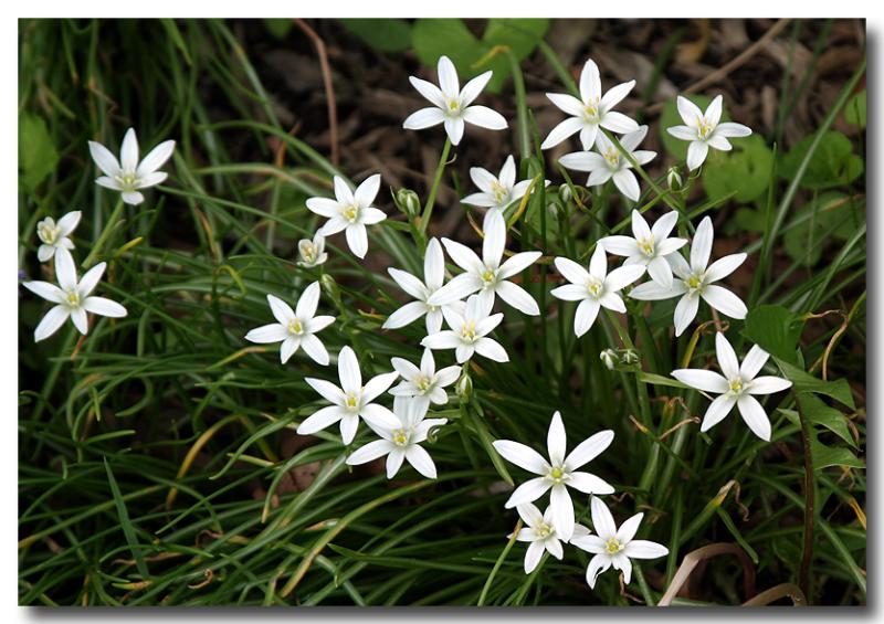 Paper Whites