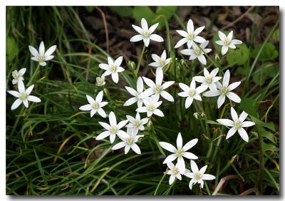 u46/willa/medium/29421525.PerfectFlowersByWillas10.jpg