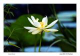 IMG_4752a_Lotus_web.jpg