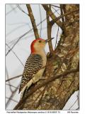 IMG_8229_RbWoodpecker_12x72.jpg