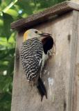 female bringing insects for nestlings