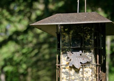 Bird Lunch