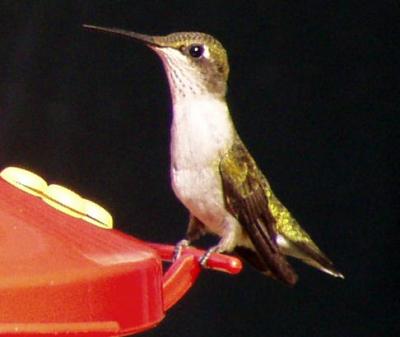 Rubythroated Hummingbird