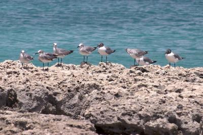 Birds