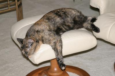 Sammy Chillin'