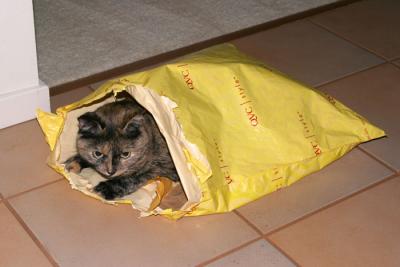 Sammy After a Hard Day Shopping!