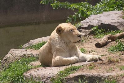 Zoo - 4