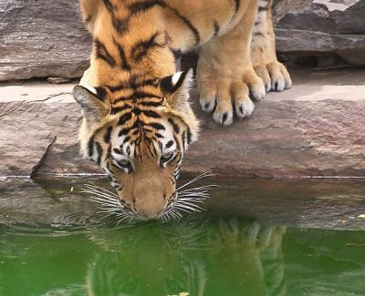 Zoo - 6