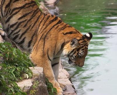 Zoo - 8