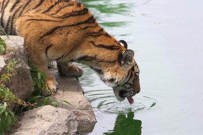 Zoo - 9