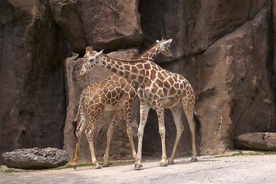 Zoo - 12