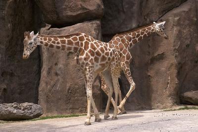 Zoo - 13
