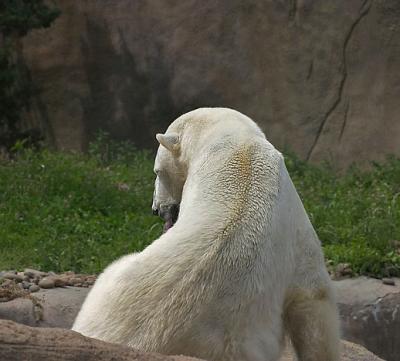 Zoo - 19