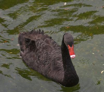 Zoo - 25