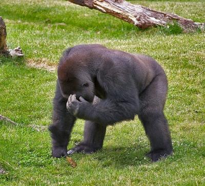 Zoo - 28