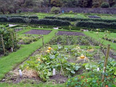 vegetable garden at Kylemore