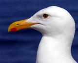 Sea Gull Portrait - (redone)