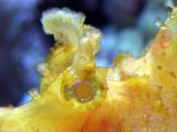 Scorpion Fish (macro) close up