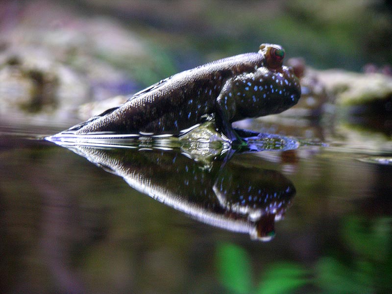 MudSkipper w/ reflection