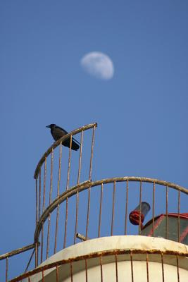 Crow & The Moon (2)
