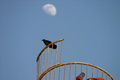 Crow & The Moon (1)