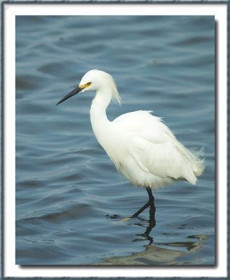 Bolsa Chica Nature Preserve...Huntington Beach, CA