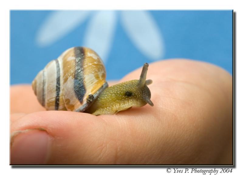 Snail in hand ...