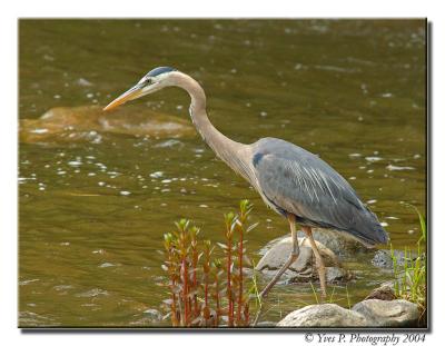 GBH ...  (ISO 800)