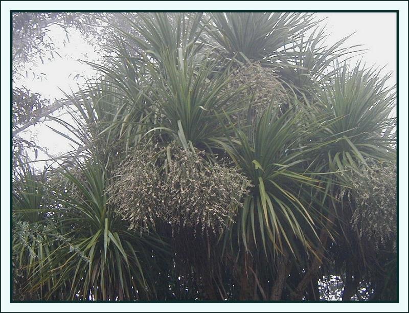 C. australis in fog