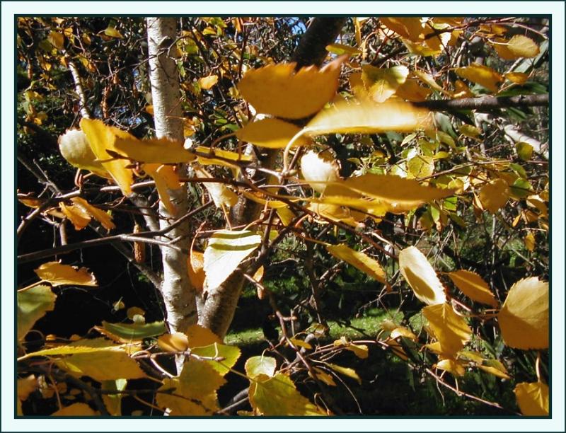 Silver Birch - last few autumn leaves